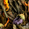 Infusión Sensorial Te Verde Naranja y Canela 50 g - Imagen 2